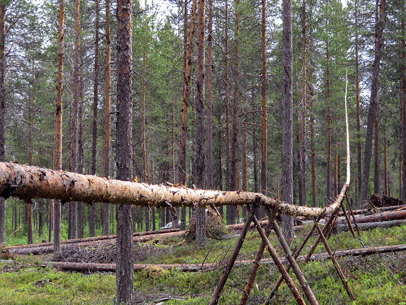 Sauli Miettunen, Esa Meltaus ja Tuomas Korkalo: Kaatunut puu