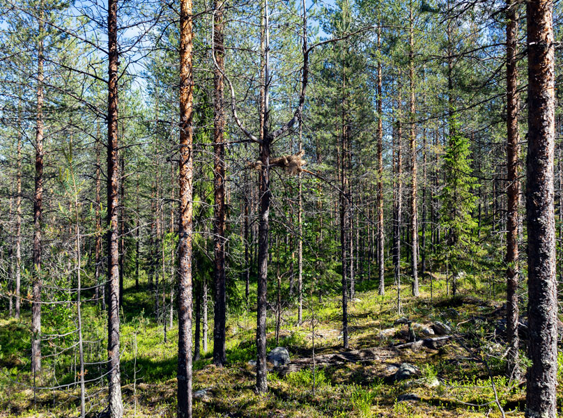 Jose Salo: Syntipukin sunnuntai