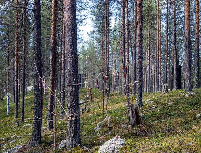 Satu Kalliokuusi: Metsänpuolustaja