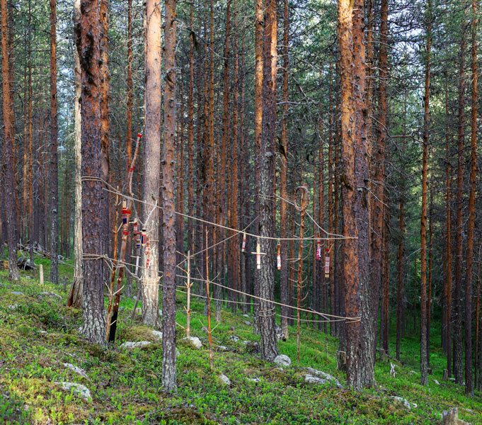 Satu Kalliokuusi: Metsänpuolustaja