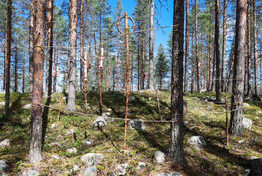 Satu Kalliokuusi: Metsänpuolustaja